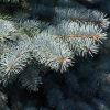 Baby Blue Spruce #5 - Image 2